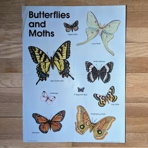 Vintage 80s Classroom Butterfly Poster